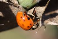 Harmonia axyridis