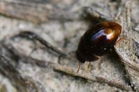 Stilbus testaceus