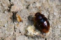 Stilbus testaceus