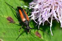 Stenurella melanura