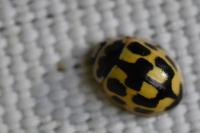 Propylea quatuordecimpunctata