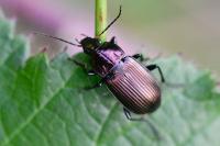 Poecilus cupreus