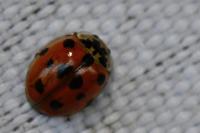 Adalia decempunctata