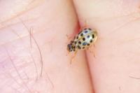 Anisosticta novemdecimpunctata