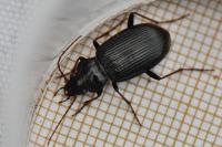 Nebria salina