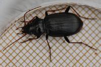 Nebria salina