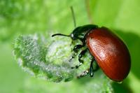 Chrysolina polita