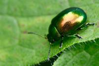 Chrysolina graminis