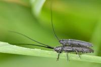 Calamobius filum