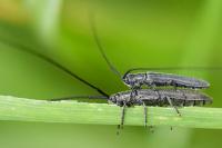 Calamobius filum