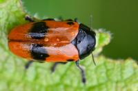 Clytra laeviuscula