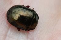 Chrysolina bankii