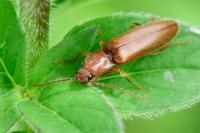Athous campyloides