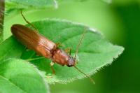 Athous campyloides