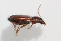 Trechus quadristriatus
