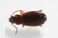 Trechus quadristriatus