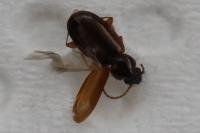 Trechus quadristriatus