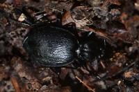 Cychrus attenuatus