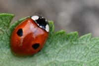 Adalia bipunctata