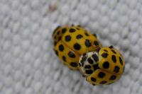 Psyllobora vigintiduopunctata