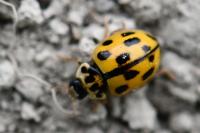 Propylea quatuordecimpunctata