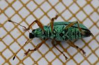 Polydrusus formosus