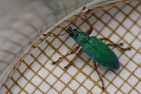 Polydrusus formosus