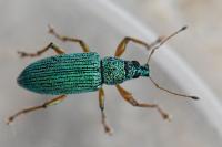 Polydrusus formosus