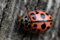 Oenopia conglobata