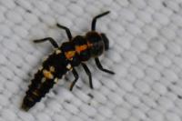 Oenopia conglobata