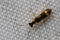 Malthinus fasciatus