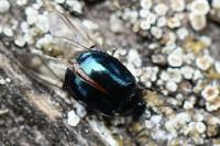 Plagiodera versicolora