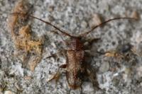 Exocentrus adspersus
