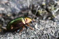 Crepidodera aurata