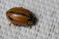 Aphidecta obliterata