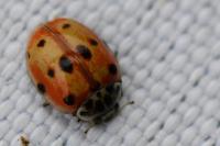 Adalia decempunctata