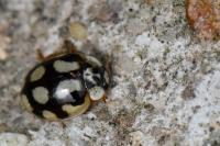 Adalia decempunctata