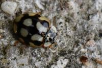 Adalia decempunctata