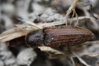 Agriotes lineatus