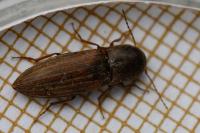 Agriotes lineatus