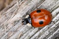 Adalia bipunctata