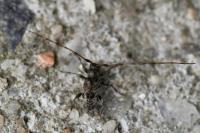 Leiopus
