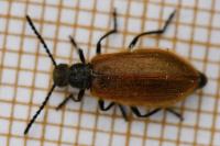 Lagria hirta