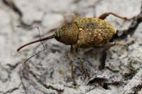 Curculio nucum