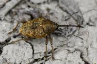 Curculio nucum