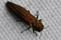 Agrilus sinuatus