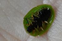 Cassida viridis