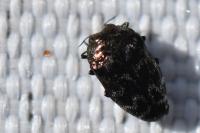 Trachys minutus