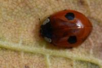 Adalia bipunctata