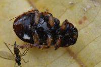 Nimbus contaminatus